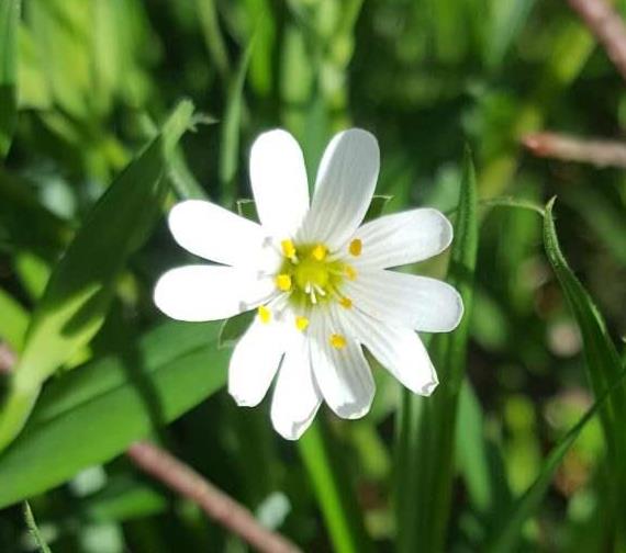 April Stitchwort