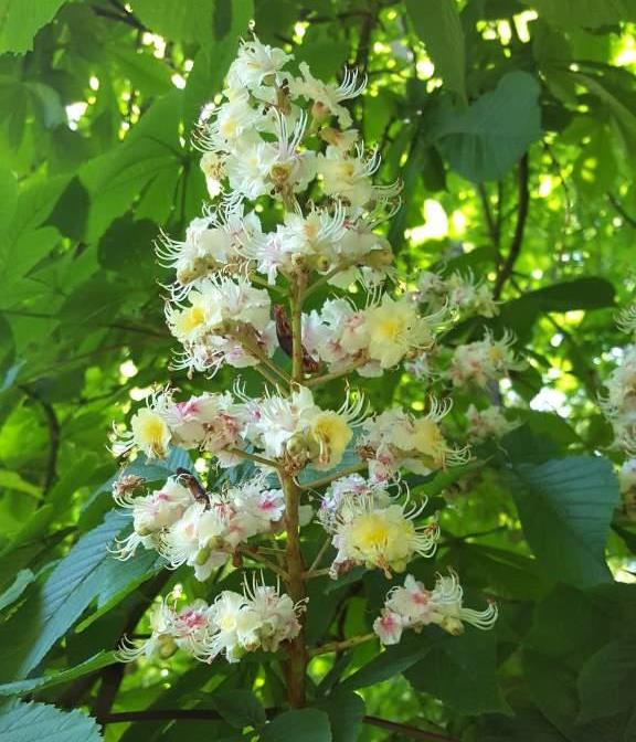 Horse chestnut web