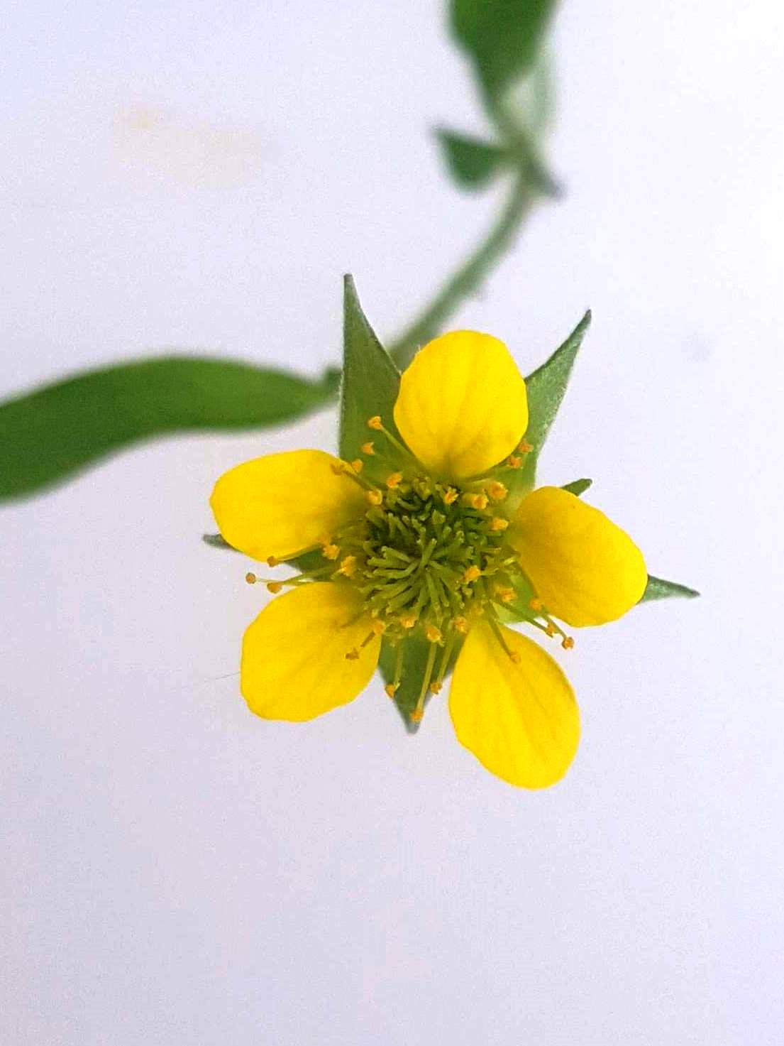 Wood avens flower crop 1