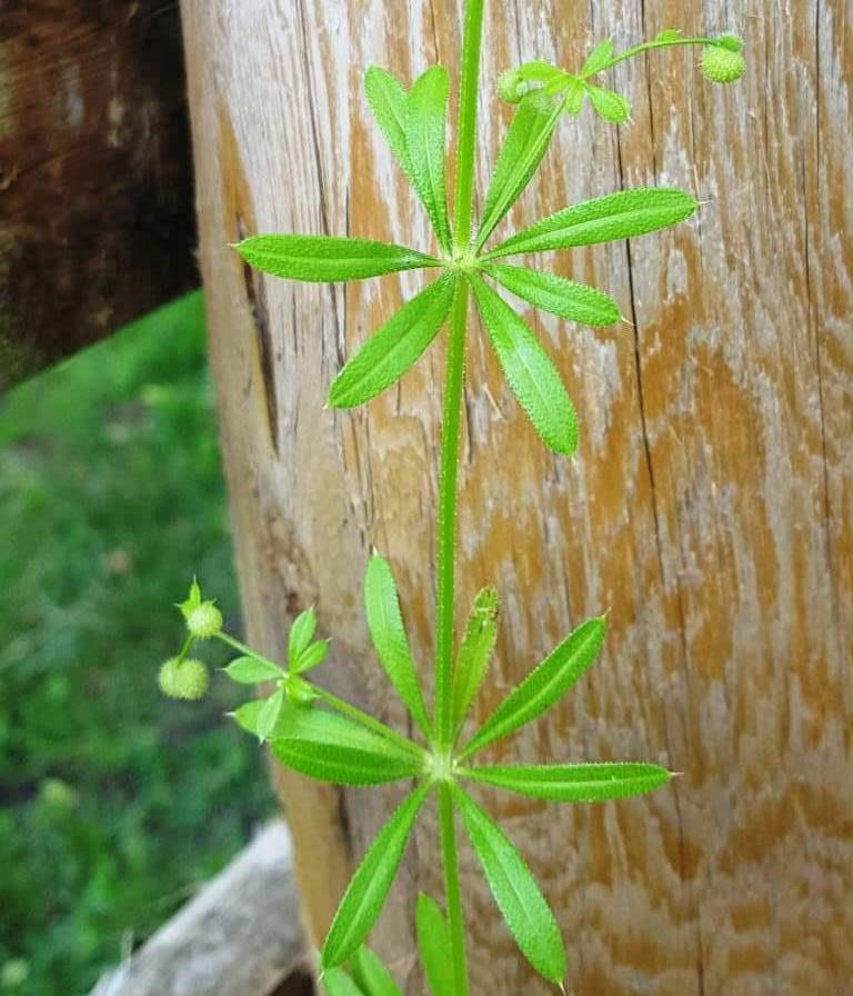 cleavers crop